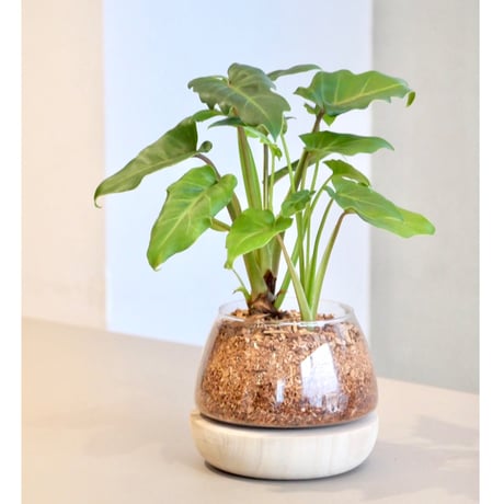 その他観葉植物 Shion* 観葉植物 ザミオクルカス ザミフォーリア 6号鉢 金銭樹 耐陰性