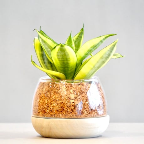 世界に一つだけの壺　 プランター　はち 世界に一つだけの壺 プランター はち 世界に一つだけの壺