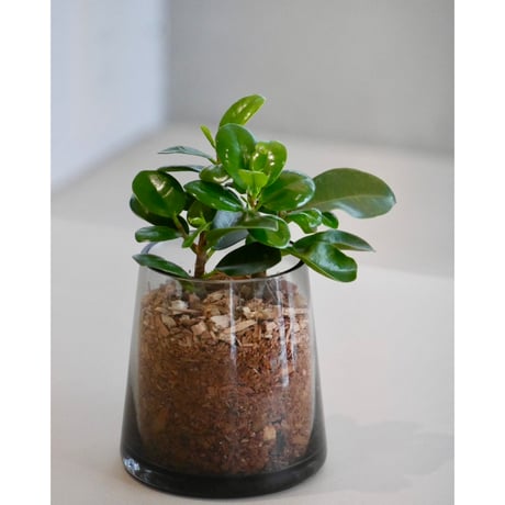 パンダガジュマル(現品販売) Amazon.co.jp: 現物販売 ガジュマル パンダガジュマル