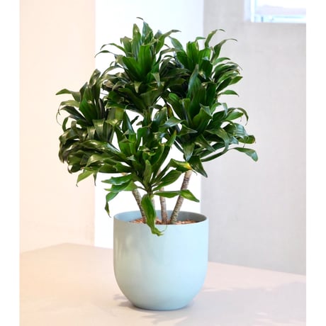 その他観葉植物 hapiAnthurium subsignatum その他観葉植物