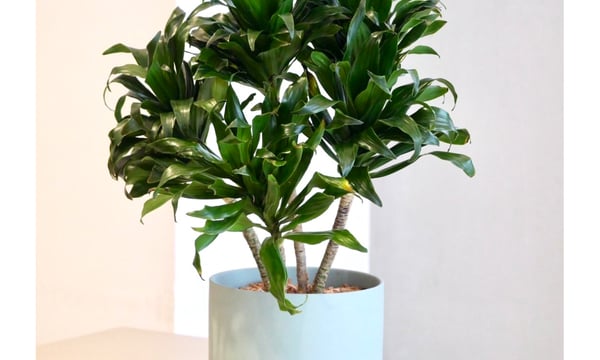 観葉植物 楽天市場】土を使わない観葉植物 ミニ観葉植物 ゼオライト植え