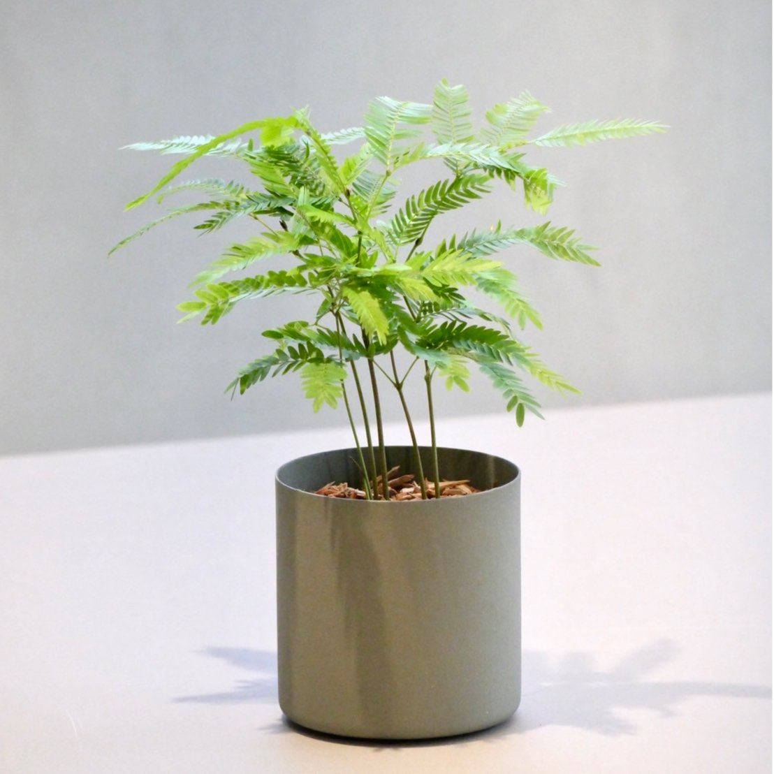 エバーフレッシュ | HITOHACHI