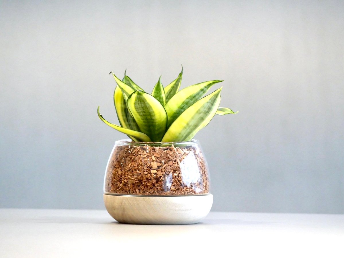 いちごミルク サンスベリア　ハニー いちごミルク サンスベリア ハニー サンスベリア・ハニー | HITOHACHI