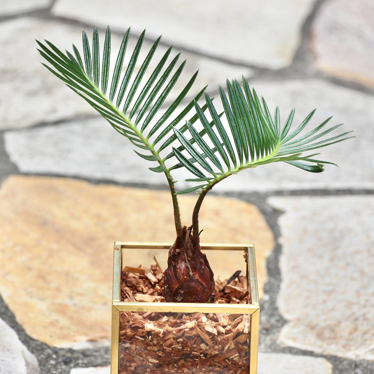 ソテツ様 専用ページ 珍しいソテツの花があちこちに 鹿児島市の吉野公園 [