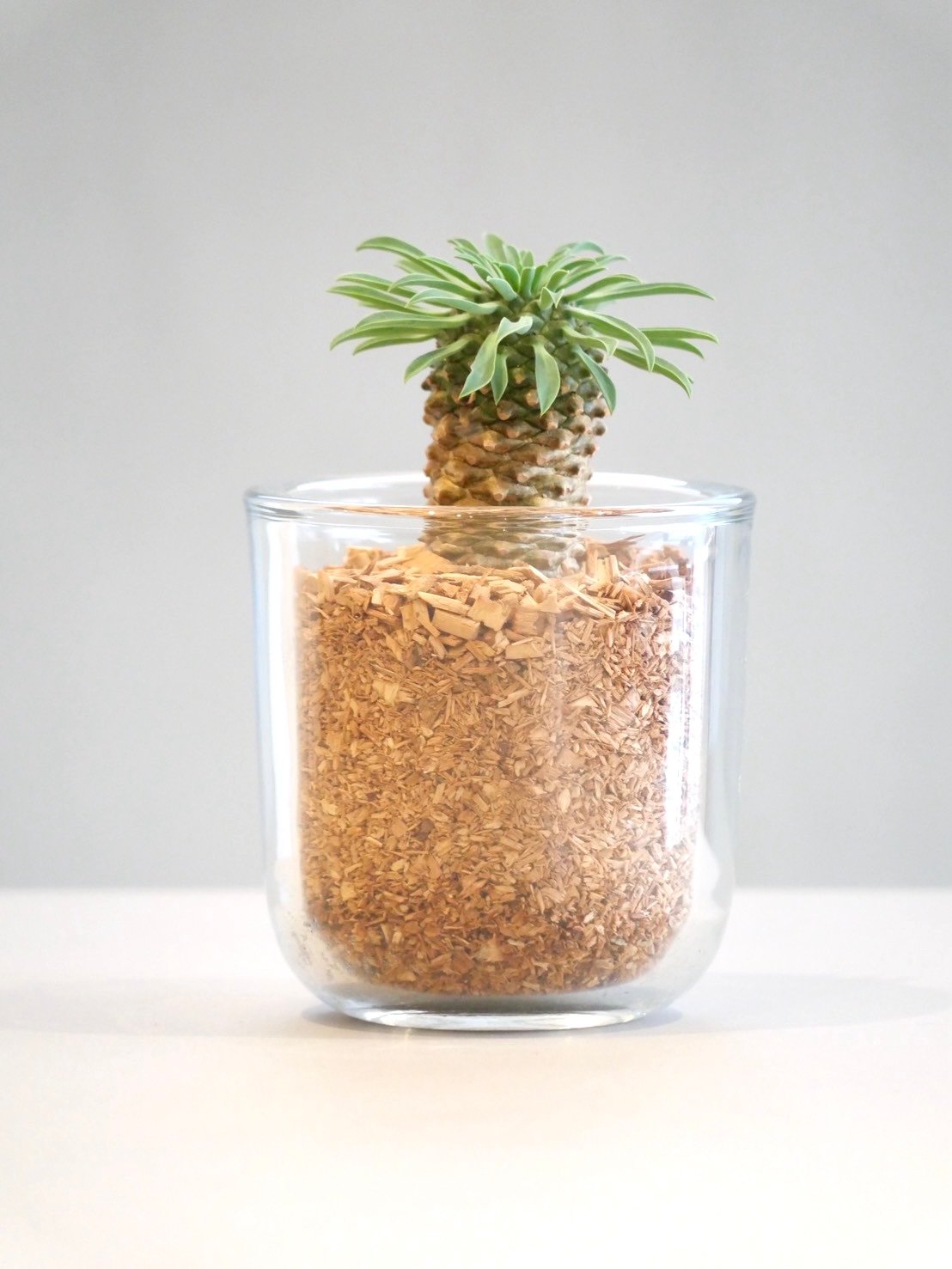 パイナップルコーン | HITOHACHI