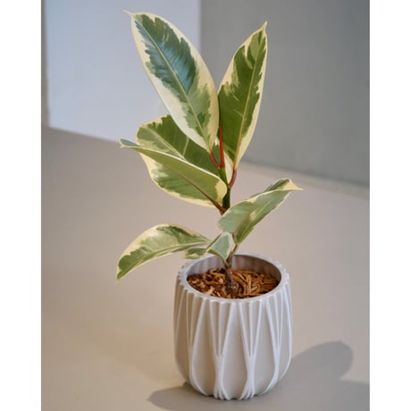 フィカス | STORES