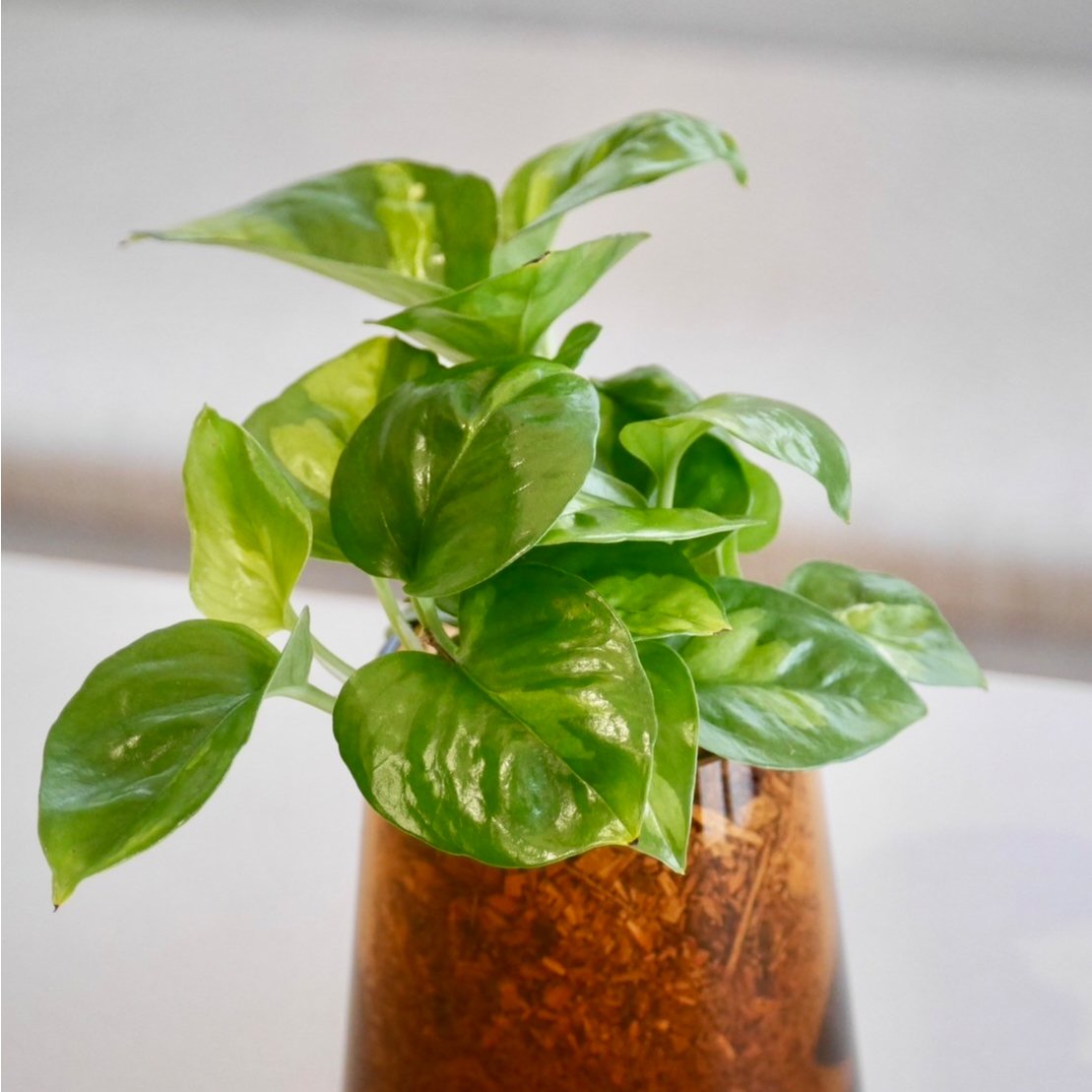 ポトスグローバル⑥ ポトス・グローバルグリーン | HITOHACHI