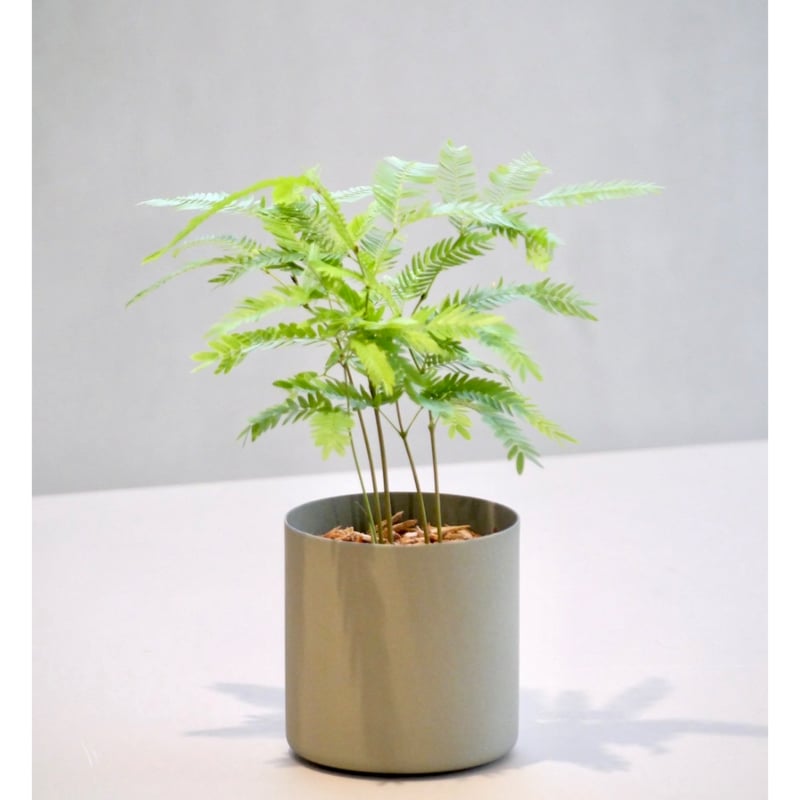 エバーフレッシュ | HITOHACHI