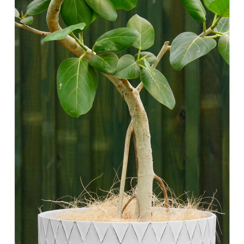 【バランス良い樹形♥】フィカス ベンガレンシス 曲がり ゴムの木 バランス良い樹形♥】フィカス ベンガレンシス 曲がり ゴムの木