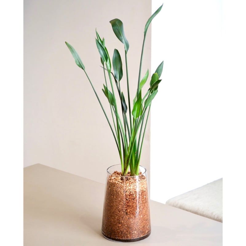 ストレリチア・ユンケア＊希少種【8号鉢／約140cm】【calm cafe