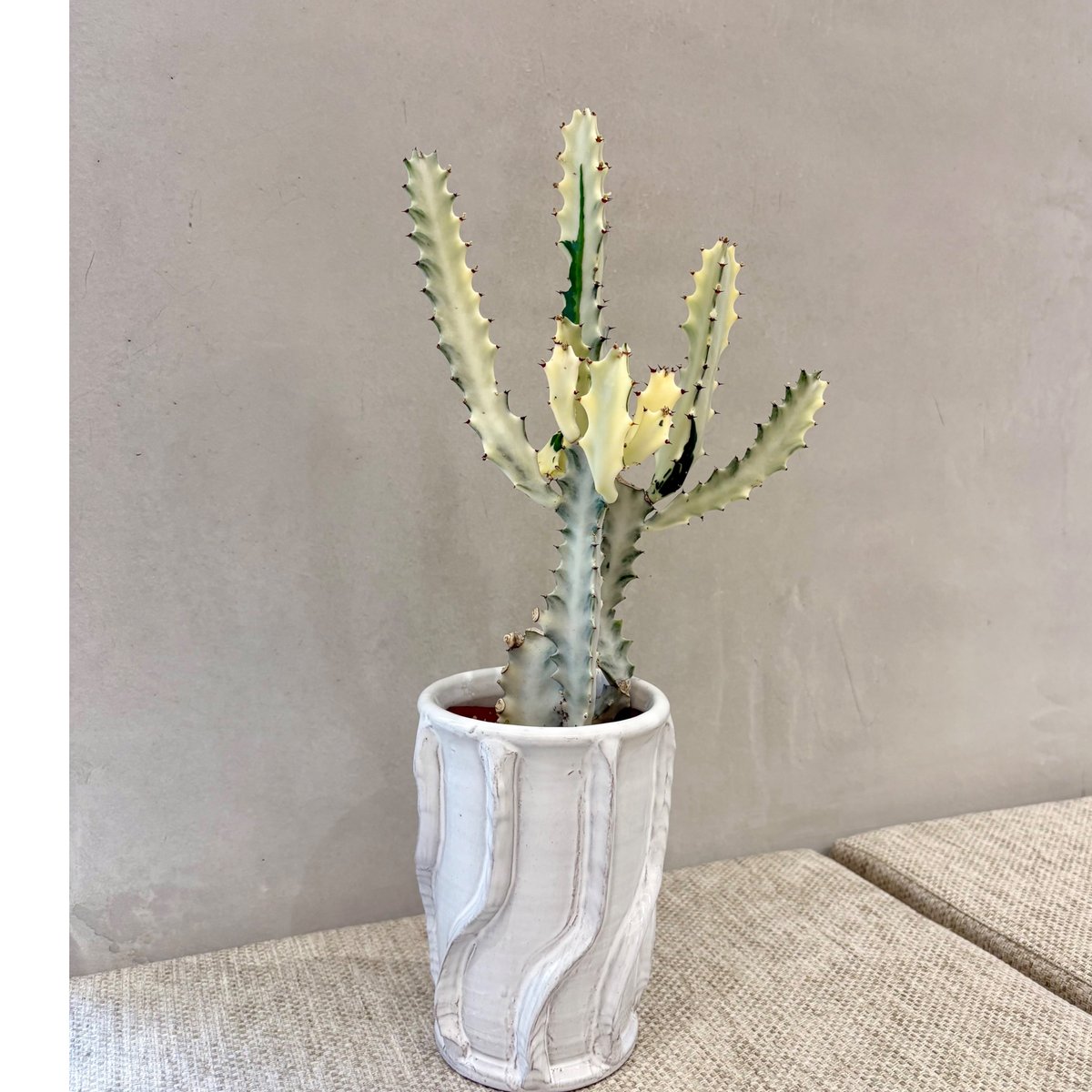 ユーフォルビア・ホワイトゴースト | HITOHACHI 