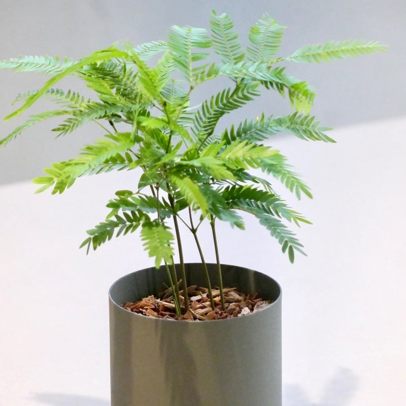 エバーフレッシュ | HITOHACHI