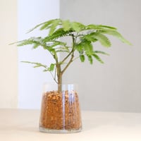 エバーフレッシュ