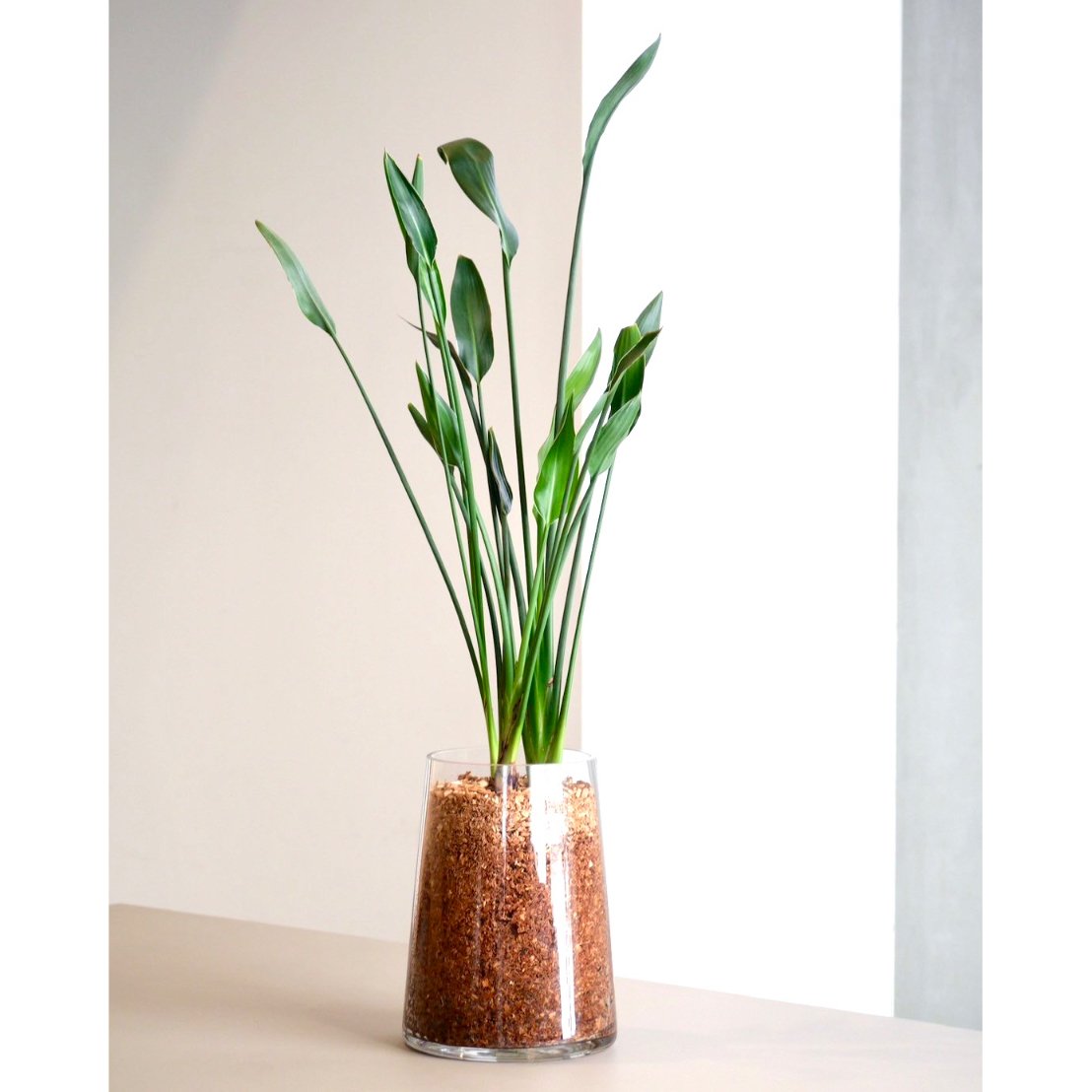 現物「ストレリチア・ユンケア」７号110ｃｍ　Strelitzia juncea ストレリチア・ユンケア（ノンリーフ・ストレリチア