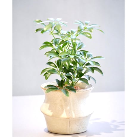 シェフレラ | STORES