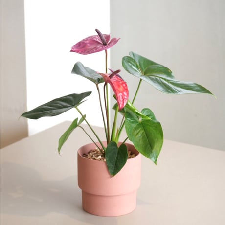 CATEGORY 観葉植物 Lサイズ | HITOHACHI