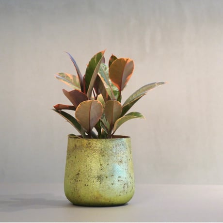 フィカス | STORES