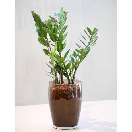 パク♡ニオイヒバ　抜き苗 HITOHACHI