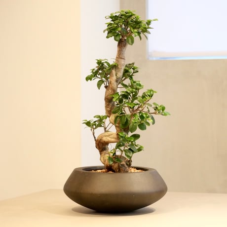 ガジュマル 昇り