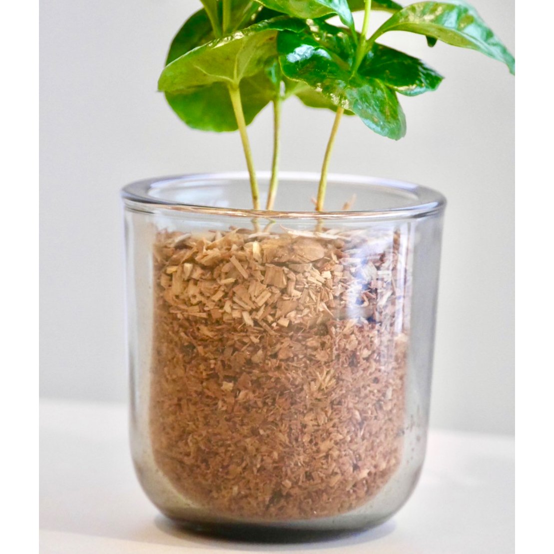 お*す様 【大型】コーヒーの木1m以上コーヒーの花のつぼみあり 楽天市場】コーヒーの木 7号【観葉植物 7寸 大型 おしゃれ 新