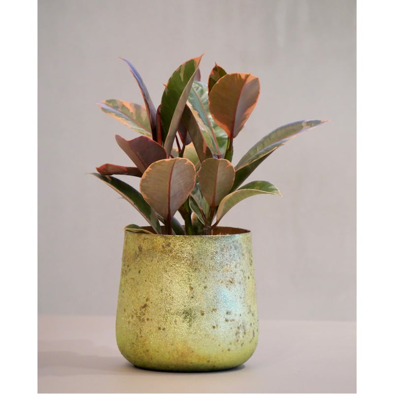 フィカス ・ルビー | HITOHACHI