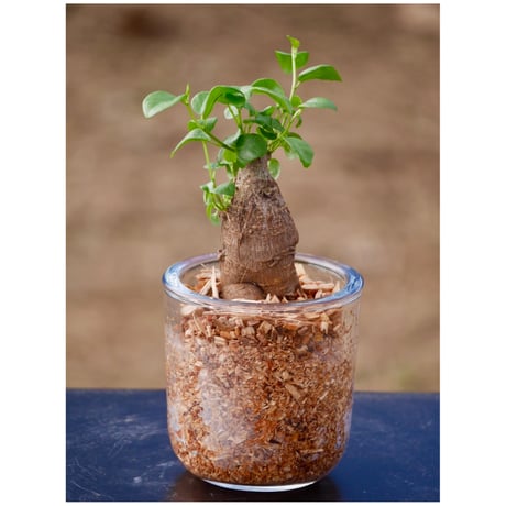 その他観葉植物 SHU 観葉植物｜観葉植物 ガジュマル 5号【THE GOOD FLOWER JAPAN】