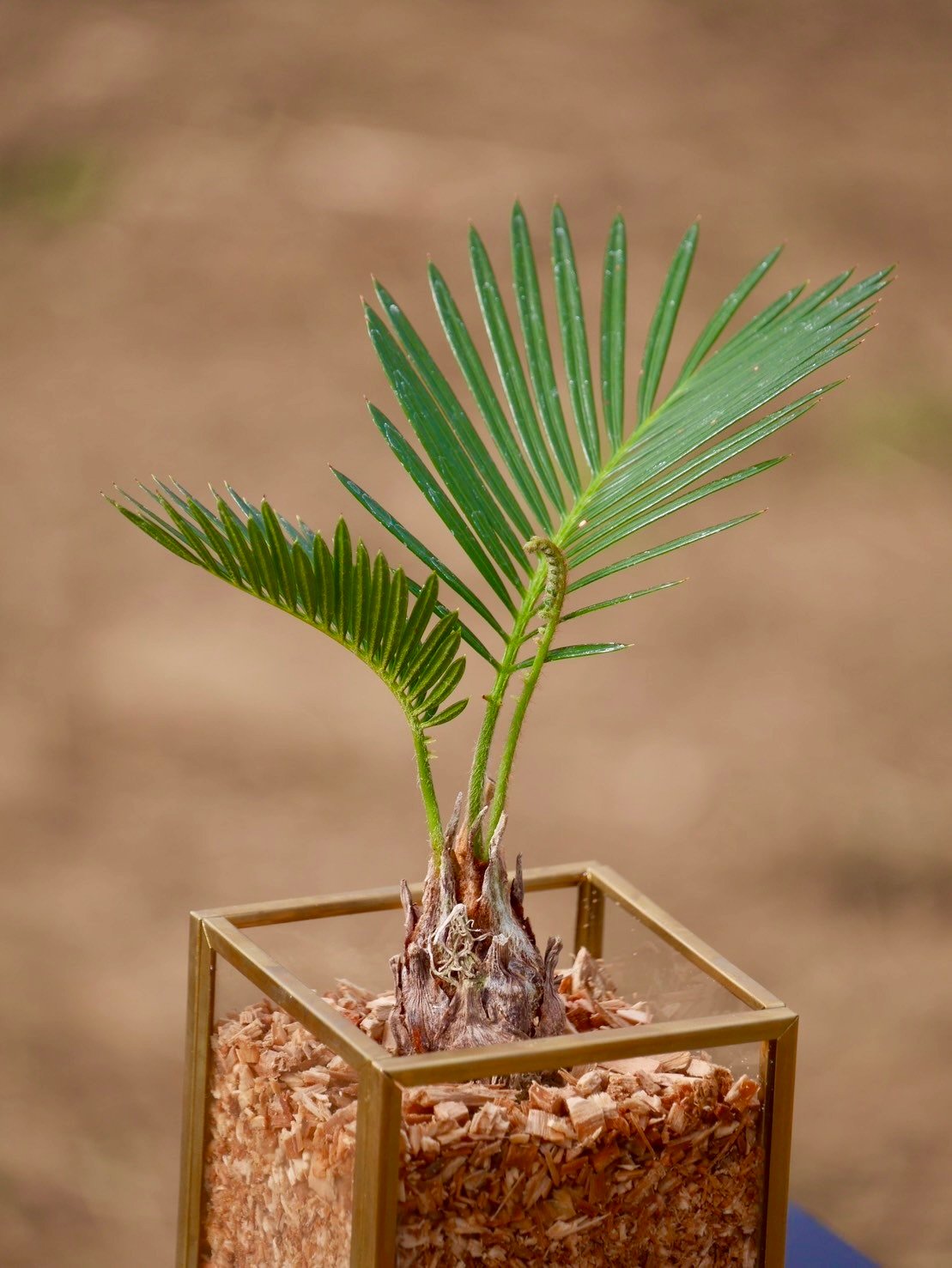 珍品☆幹肌◎蘇鉄 ソテツ 盆栽 【公式通販】