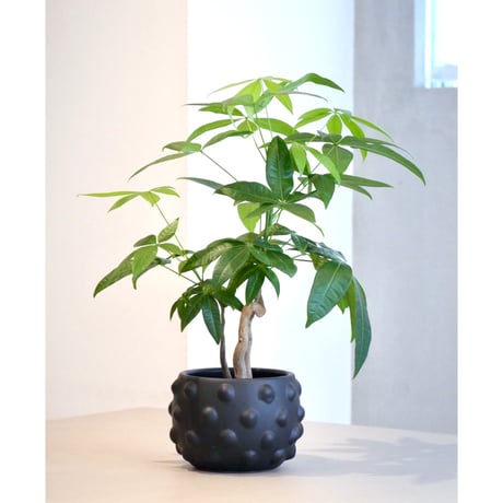 その他観葉植物 user_1242a77b 2,999円以下の観葉植物 | 通販サイトHitoHana（ひとはな）