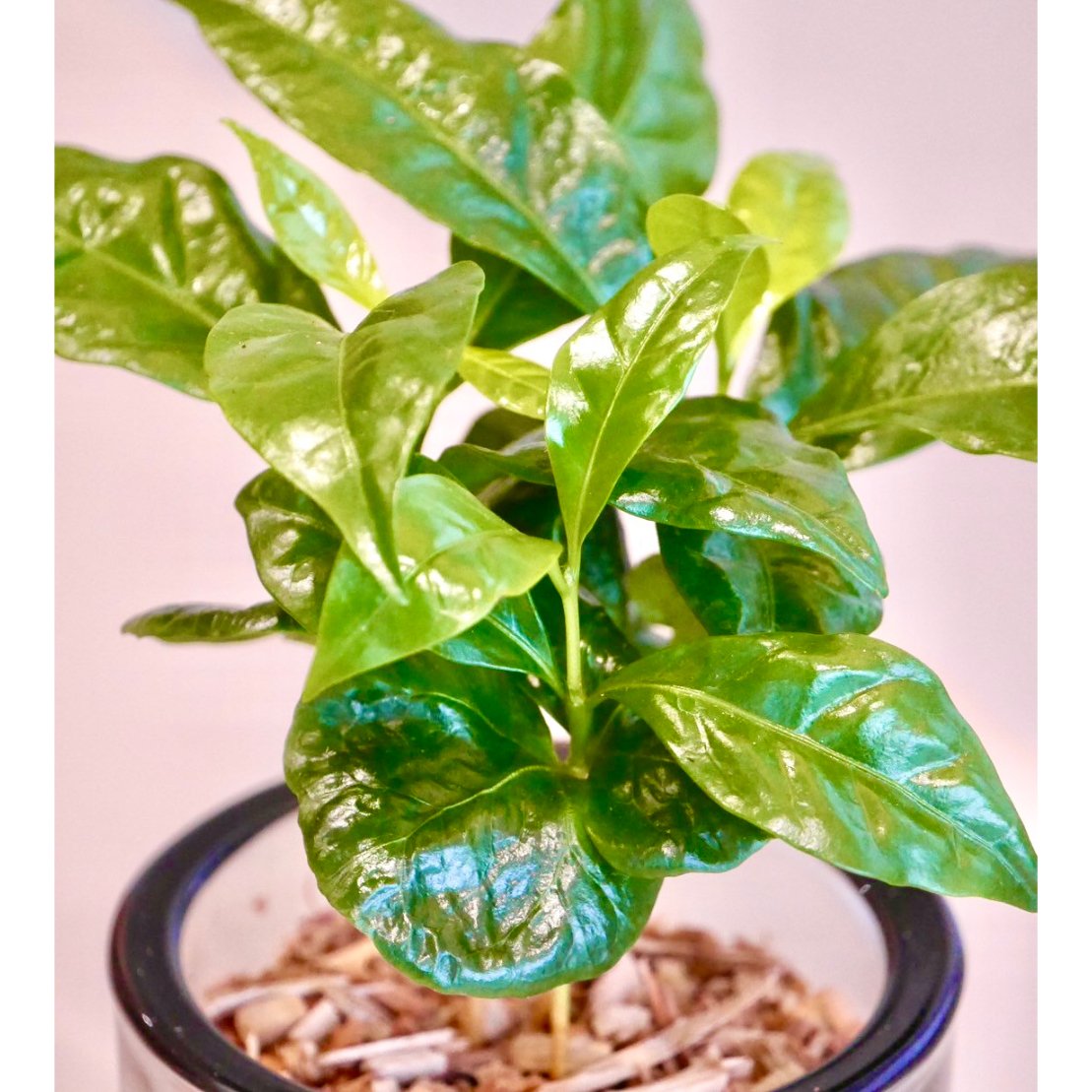 コーヒーの木 | HITOHACHI