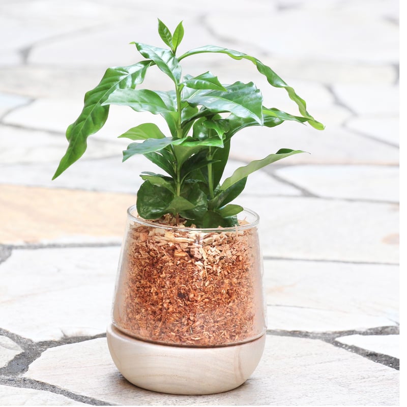 中国美術白地紅彩魚図天球瓶古陶磁器花瓶 JX2119