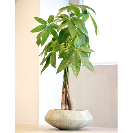 その他観葉植物 user_1242a77b 観葉植物 ドラセナ ゴッドセフィアーナ 4号 Mango Wood(マンゴー