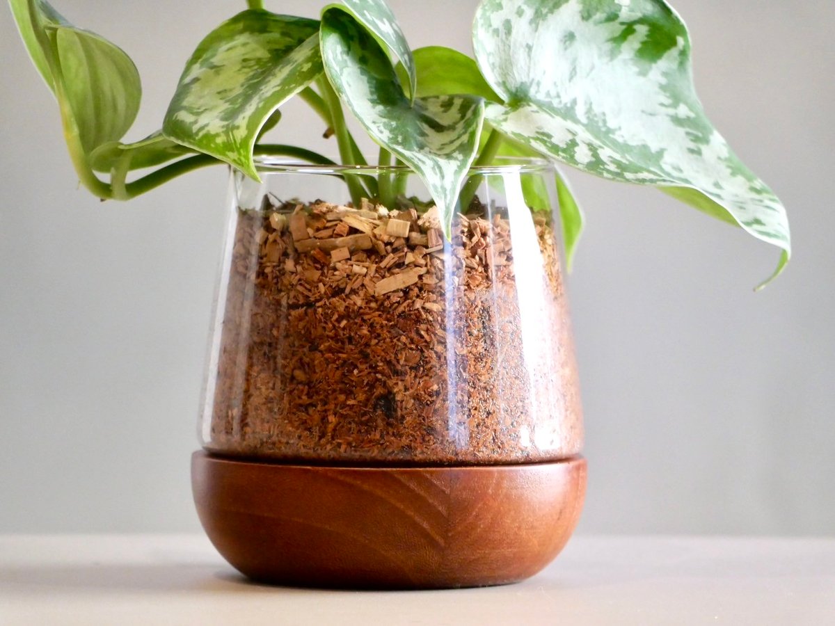 スキンダプサス　ユパ 🌱Scindapsus Yupa🌱 Yupa is characterized by its sparkling