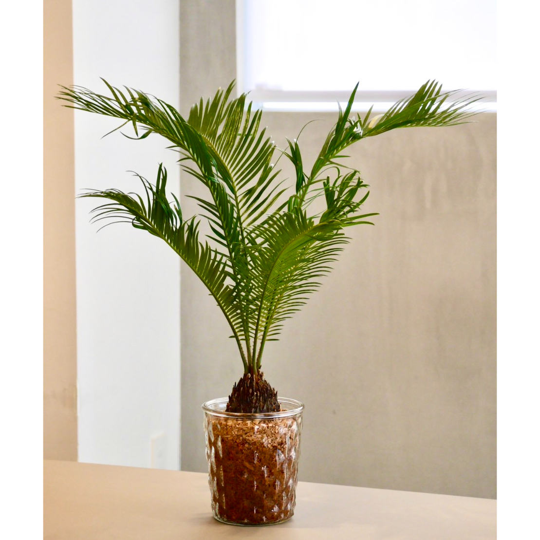 取引完了】ソテツ ダブルヘッド 蘇鉄大株 新葉 約1.8m