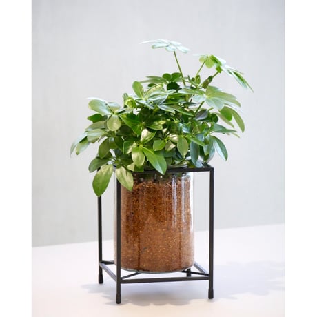 シェフレラ | STORES