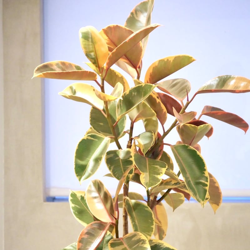 フィカス ・ルビー | HITOHACHI