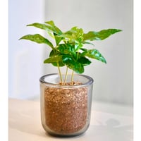 コーヒーの木