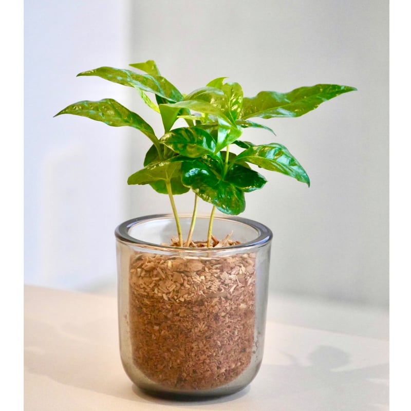 コーヒーの木 | HITOHACHI