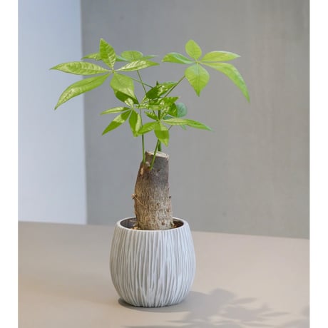 パキラの花様 リクエスト 2点 まとめ商品 パキラ様 リクエスト 2点 まとめ商品 パキラの花様 リクエスト 2点