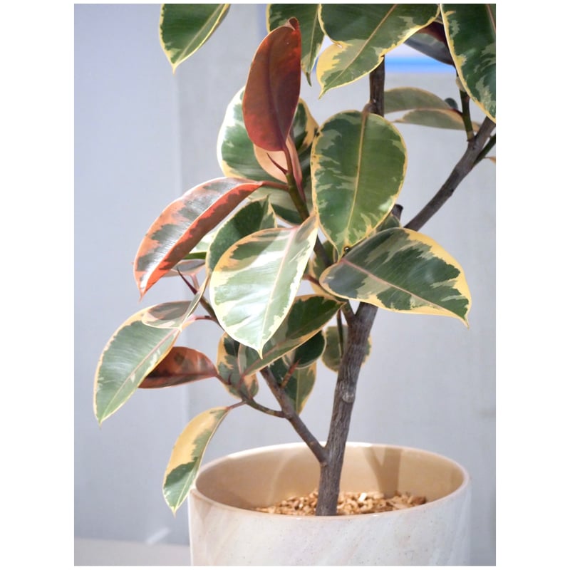 フィカス ルビー フィカス ・ルビー | HITOHACHI