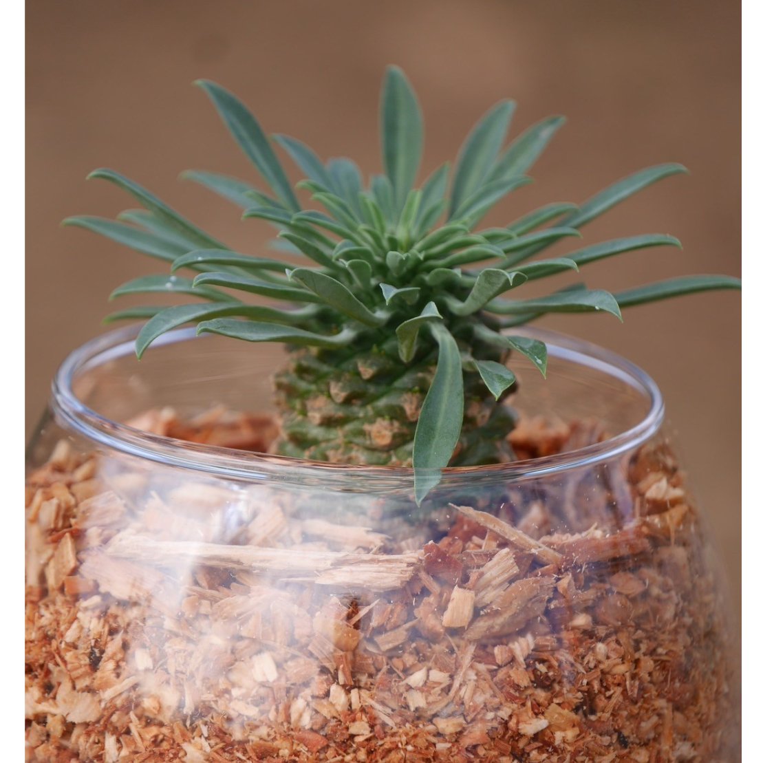 多肉植物^o^  パイナップルコーン パイナップルコーンを✂️｜園芸日記byそら豆にゃん｜みんなの