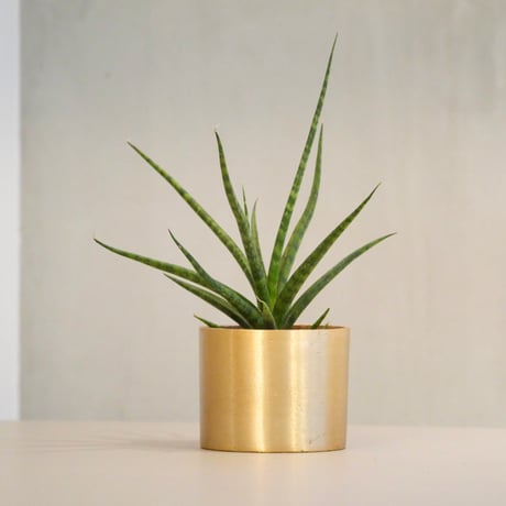 サンスベリア　セットD サンスベリア | STORES