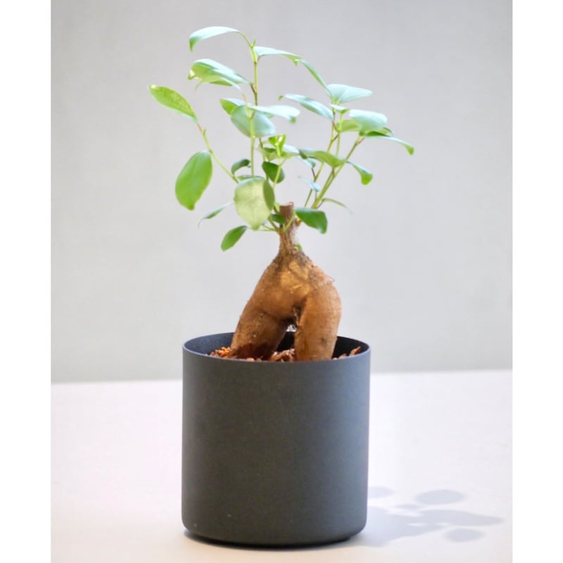 ガジュマル | HITOHACHI