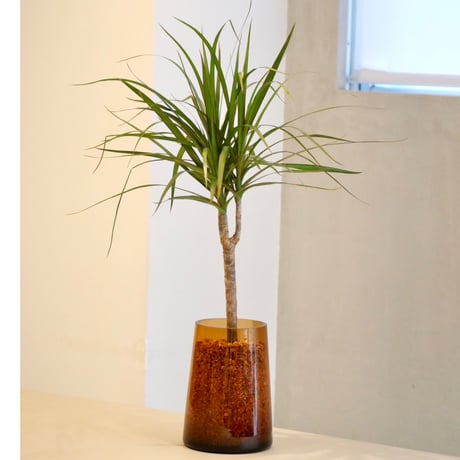 CATEGORY 観葉植物 Lサイズ | HITOHACHI CATEGORY 観葉植物 Lサイズ | HITOHACHI