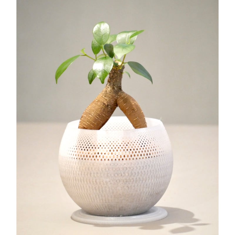 ガジュマル | HITOHACHI