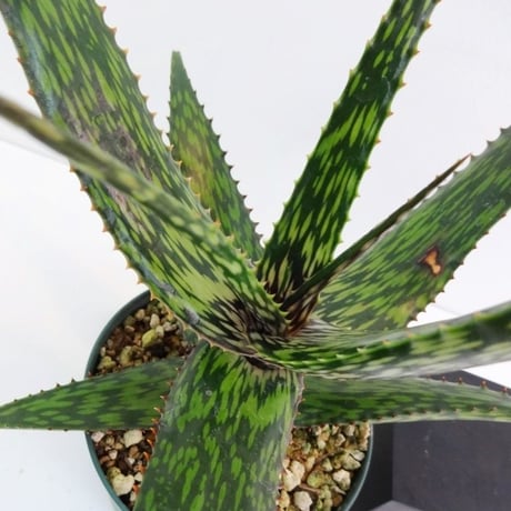 Aloe pirottae (aff. somaliensis) アロエ ピロッタエ