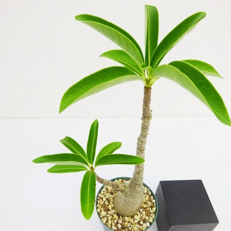 パキポディウム デカリー Pachypodium decaryi 国内実生株