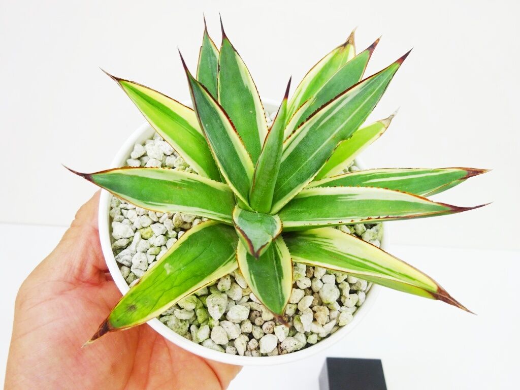 現品・現物】アガベ・スノーグロー Agave hyb.'Snow Grow' Agave