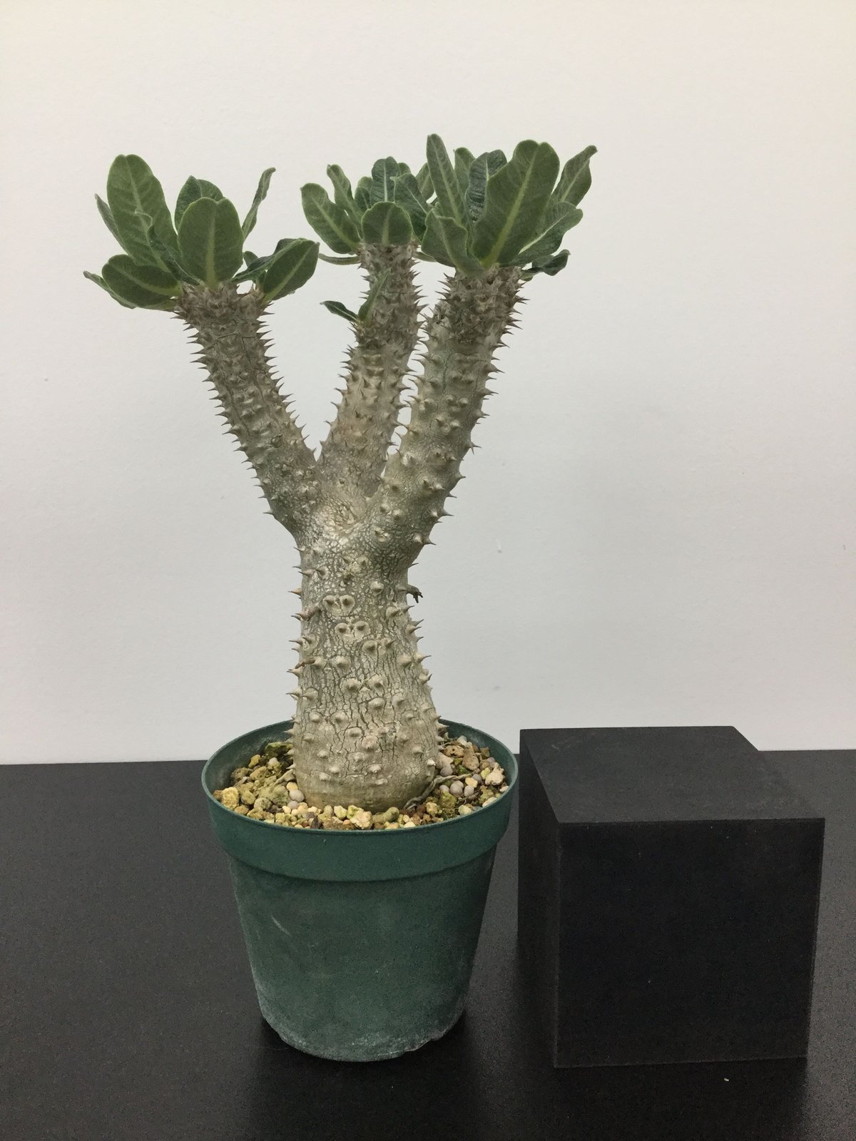 太短良型！希少種　パキポディウム タッキー 実生株 良型 太短良型！希少種 パキポディウム タッキー 実生株 良型 【公式通販】