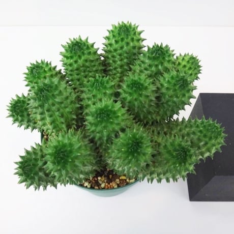 Euphorbia susannae 'cristata' ユーフォルビア スザンナエ 瑠璃光 綴化