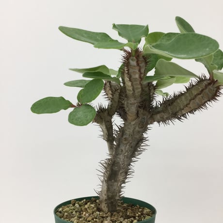 ユーフォルビア  イハラナエ Euphorbia iharanae 0010